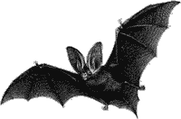 Bats