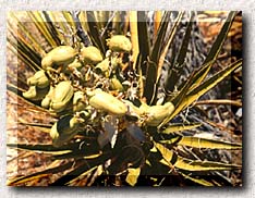 Yucca