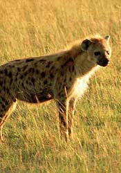 Hyena