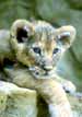 Lion Cub