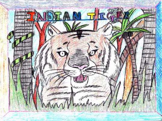 Indian Tiger