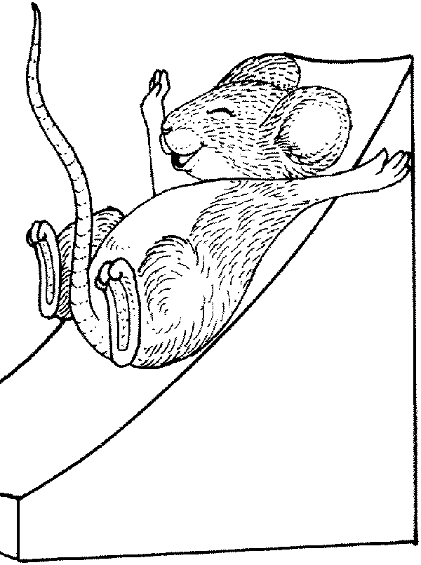 Mouse