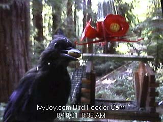 Boulder Creek, California Bird Feeder Webcam