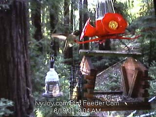 Boulder Creek, California Bird Feeder Webcam