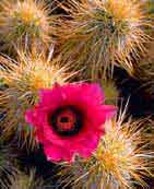 Cactus Flower