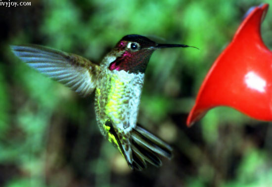 Hummingbird