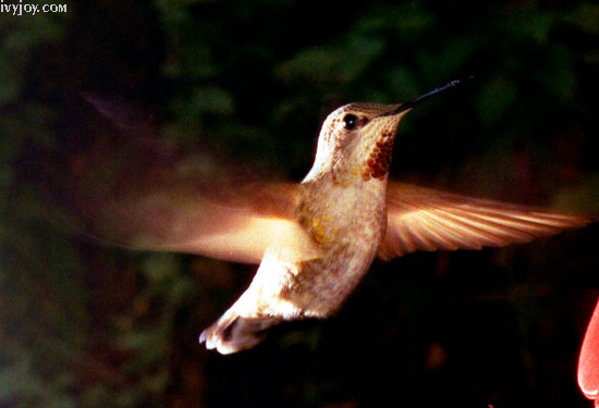 Hummingbird